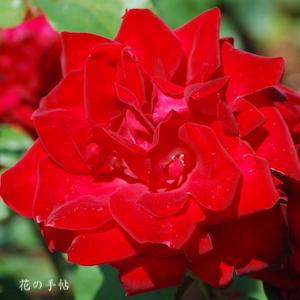 バラ　アントニア リッジ｜花の手帖のバラ図鑑