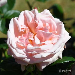 バラ　アフロディーテ｜花の手帖のバラ図鑑