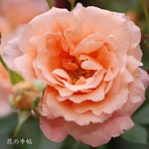 バラ　アプリコットキャンディ（ROSE　Apricot Candy）｜花の手帖のバラ図鑑