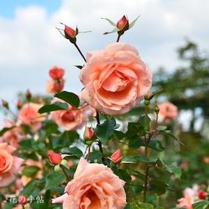 バラ　アプリコットキャンディ（ROSE　Apricot Candy）｜花の手帖のバラ図鑑