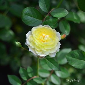 バラ　アプリコット ムーン（Apricot Moon）｜花の手帖のバラ図鑑