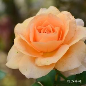 バラ　アプリコット ネクター（Apricot Nectar）｜花の手帖のバラ図鑑