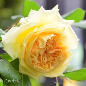 バラ　アプリコット スカイ（Apricot Sky）｜花の手帖のバラ図鑑