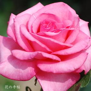 バラ　アロマテラピー｜花の手帖のバラ図鑑