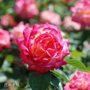 バラ　アサグモ（朝雲） ｜花の手帖のバラ図鑑