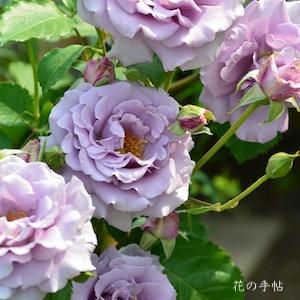 バラ　アシュラ（Asura）｜花の手帖のバラ図鑑