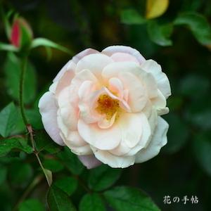 バラ　オードリーヘップバーン｜花の手帖のバラ図鑑