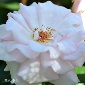 バラ　ア ホワイター シェード オブ ペール（ROSE　A Whiter Shade of Plae）｜花の手帖のバラ図鑑