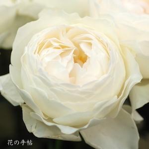 バラ　アヤ（彩／Aya）｜花の手帖のバラ図鑑