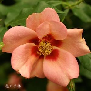 バラ　バベル バビロン｜花の手帖のバラ図鑑