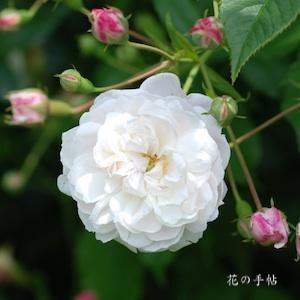 バラ　ボルチモア ベル｜花の手帖のバラ図鑑