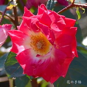 バラ　バンブリッジ｜花の手帖のバラ図鑑