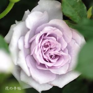 バラ　バラノウミ（薔薇の海）｜花の手帖のバラ図鑑