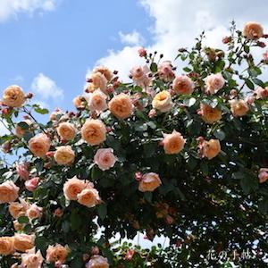 バラ　バロック｜花の手帖のバラ図鑑
