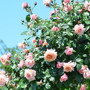 バラ　バロック｜花の手帖のバラ図鑑