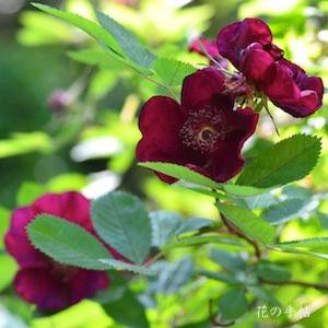 バラ ベイシーズパープルローズ｜ROSE Basye's Purple Rose｜シュラブ 