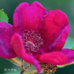 バラ　ベイシーズ パープル ローズ（Basye's Purple Rose）｜花の手帖のバラ図鑑