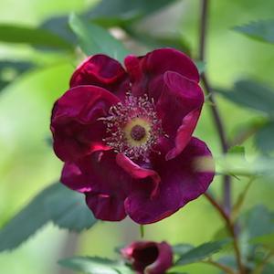 バラ　ベイシーズ パープル ローズ（Basye's Purple Rose）｜花の手帖のバラ図鑑