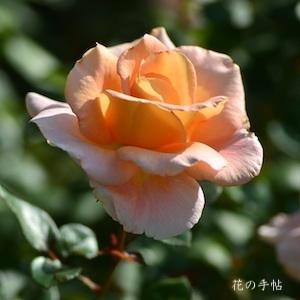 バラ　ビューティ アンド フレグランス（Beauty & Fragrance）｜花の手帖のバラ図鑑