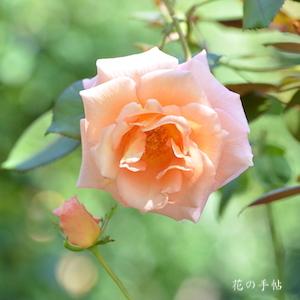 バラ　ビューティ アンド フレグランス（Beauty & Fragrance）｜花の手帖のバラ図鑑