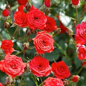バラ　ベニヒメ（紅姫）｜花の手帖のバラ図鑑