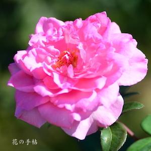 バラ　ビバリー｜花の手帖のバラ図鑑
