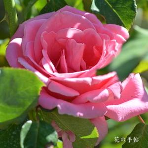 バラ　ビウィッチド｜花の手帖のバラ図鑑