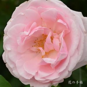 バラ　ビエ ドゥー｜花の手帖のバラ図鑑