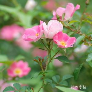 バラ　ビンゴ メイディランド（Bingo Meidiland）｜花の手帖のバラ図鑑