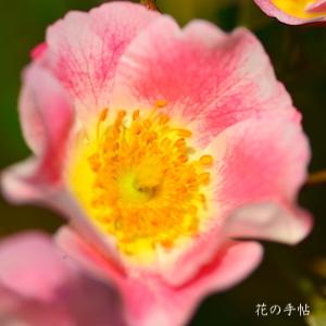 バラ　ビンゴ メイディランド（Bingo Meidiland）｜花の手帖のバラ図鑑