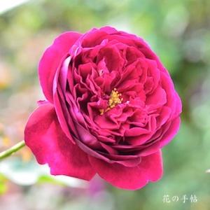 バラ　ブラックベリー ニップ｜花の手帖のバラ図鑑
