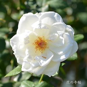バラ　ブランシュマルラン｜花の手帖のバラ図鑑