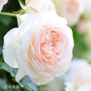 バラ　ブラン ピエール ドゥ ロンサール（Blanc Pierr de Ronsard）｜花の手帖のバラ図鑑