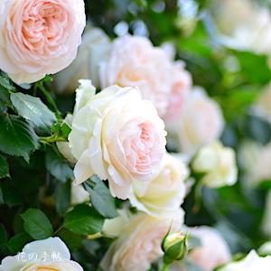 バラ　ブラン ピエール ドゥ ロンサール（Blanc Pierr de Ronsard）｜花の手帖のバラ図鑑