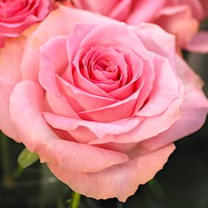 バラ ブロッサムピンク Rose Blossom Pink フローリストローズ 00品種以上の薔薇を作出者 交配親などのデータと美しい写真で紹介する花の手帖のwebバラ図鑑