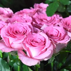 バラ ブロッサムピンク Rose Blossom Pink フローリストローズ 00品種以上の薔薇を作出者 交配親などのデータと美しい写真で紹介する花の手帖のwebバラ図鑑