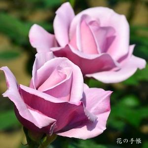 バラ　ブルー ライト｜花の手帖のバラ図鑑
