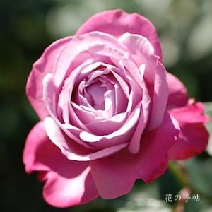 バラ　ブルー リバー｜花の手帖のバラ図鑑