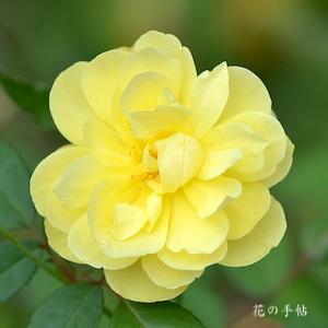 バラ　ブライススピリット｜花の手帖のバラ図鑑