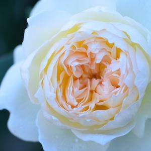 バラ　ボレロ｜花の手帖のバラ図鑑