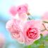 バラ　ボニカ８２｜花の手帖のバラ図鑑
