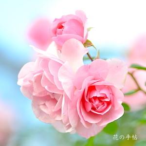 バラ ボニカ82｜花の手帖の薔薇図鑑