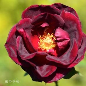バラ　ボンヌイ／ボンニュイ｜花の手帖のバラ図鑑