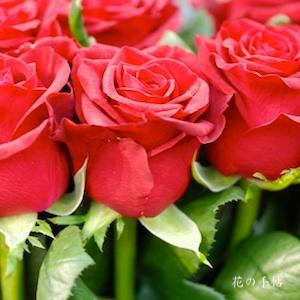 バラ　ボルドー｜花の手帖のバラ図鑑