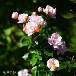バラ　ボルデュール ナクレ｜花の手帖のバラ図鑑