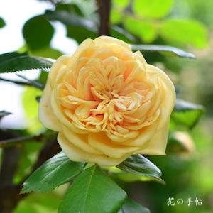 バラ　ブーケ ドール｜花の手帖のバラ図鑑