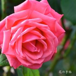 バラ　ブランデンブルグ｜花の手帖のバラ図鑑