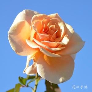 バラ　ブランデー／ブランディ｜花の手帖のバラ図鑑