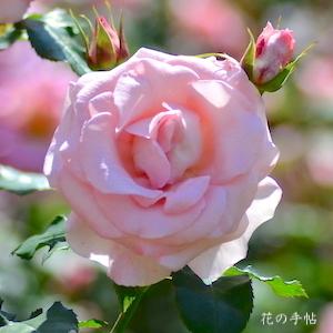 バラ　ブライダルピンク｜花の手帖のバラ図鑑