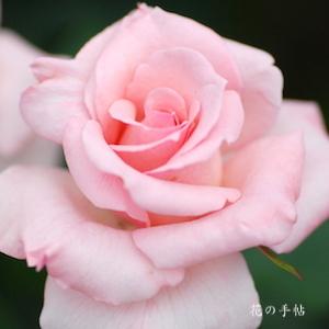 バラ　ブライダルピンク｜花の手帖のバラ図鑑